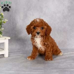 Tucker F1B, Cavapoo Puppy